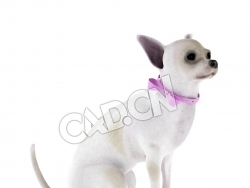 蹲着的吉娃娃犬C4D模型