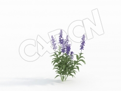 C4D鼠尾草紫色花草模型 Salvia_D