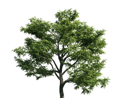 景观树木：楝树三维模型plant-50