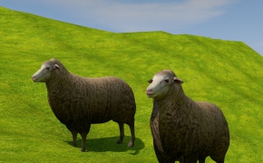 草原绵羊C4D模型 Sheep 3d model