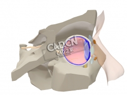 眼睛解剖切片C4D模型下载 Anatomy of the Eye