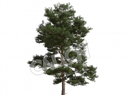 C4D樟子松松树模型 Pinus sylvestris 3d model
