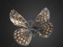 蝴蝶 Melitaea britomartis