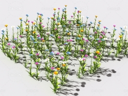 普通花草植物C4D模型 pattern_common-flower-1