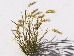 小麦植物C4D模型 wheat-b2