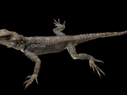 蜥蜴C4D模型 Lizard 3d model