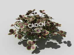 青铜色的荷兰四叶草植物C4D模型 bronze-clover-a 3d model