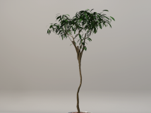 C4D盆景植物模型 Bonsai Plant Model