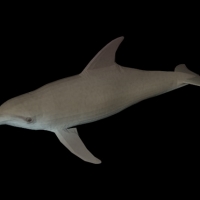 海洋鱼模型：宽吻海豚3D模型 Bottlenosed Dolphin