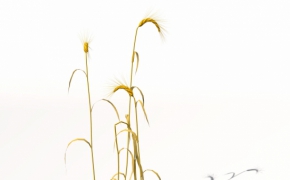 农作物3D模型 XfrogPlants – AGRICULTURE