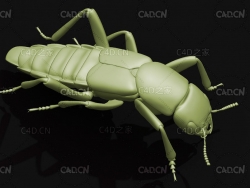 青腰虫影子虫隐翅虫科 昆虫甲虫C4D模型 Staphylinidae