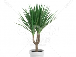 C4D龙血树办公室客厅盆栽绿植模型