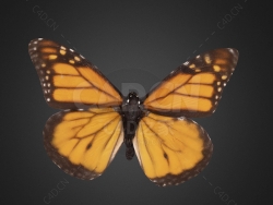 蝴蝶帝王蝶 Monarch Butterfly