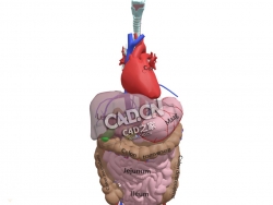 人体腹部脏器官大肠心肺血官胃部内脏C4D模型下载 Abdomen Anatomy