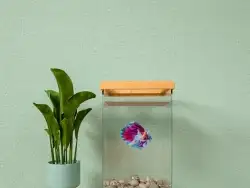 自学3周的C4D鱼缸建模渲染~有点偷懒~