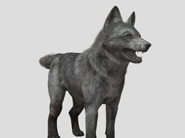 野狼崽fan-made-cod-ghosts-wolf-pup