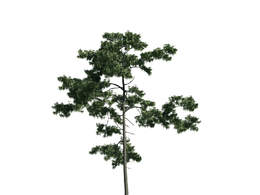 景观树木：松树三维模型plant-44