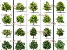40棵景观树木C4D模型 CGAxis – Volume 109 – Trees 3D Models Collection