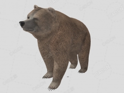 大棕熊 bear
