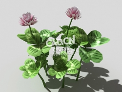 三叶草植物C4D模型 clover-a2 3d model