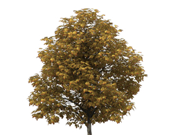 欧洲七叶树C4D模型 Horse Chestnut