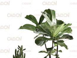 仙人掌和无花果盆栽C4D模型 Cactus and Ficus in Pots 3D model