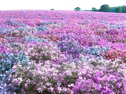 100个景观树木模型 灌木树木植物3D模型 Vizpark – Real Shrubs