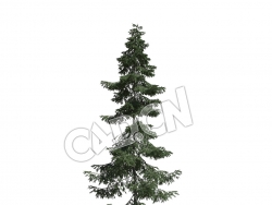 C4D塞尔维亚云杉松树模型 Picea omorika 3d model