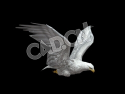 C4D白鹰动画模型 White Eagle Animation Fast Fly 2