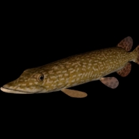 海洋鱼模型：白斑狗鱼3D模型 Northern Pike