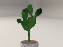 仙人掌C4D模型 仙人掌盆景 Cactus model