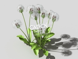 雪白的成熟蒲公英植物C4D模型 dandelion-a2 3d model