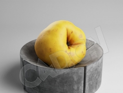 成熟的黄色榅桲C4D模型 Quince