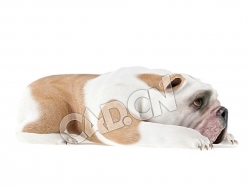 爬地上的英国斗牛犬老虎犬C4D模型