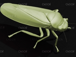 黑尾大叶蝉昆虫C4D模型 Black tipped Leafhopper
