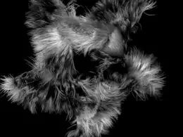 C4D毛发动画工程文件Hair animation