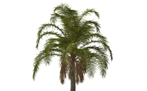 棕榈树C4D模型 Queen Palm
