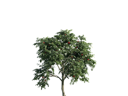 景观树木：麻栎金刚树三维模型plant-9