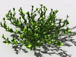 结缕草锥子草延地青植物C4D模型 knotgrass-e