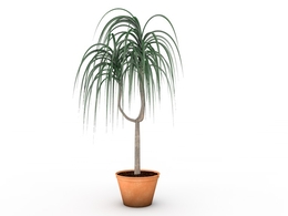 植物盆景C4D模型 plant 3d model