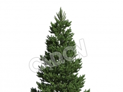 C4D欧洲云杉松树德国云杉北罗汉松模型 Picea abies 3d model