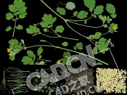 18幅植物香料贴图高精度真实纹理贴图素材