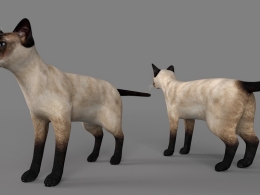 暹罗猫C4D模型 Siamese cat 3d model