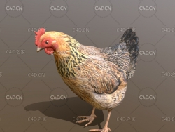 自然放养的鸡土鸡老母鸡绑定动画C4D模型 Chicken