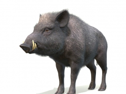 高精度野猪C4D三维模型下载，支持gltf、fbx多格式，带完整贴图动画，适用游戏影视VR等数字创作项目wild-boar-male