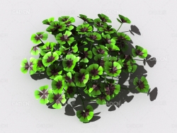 酸浆草酸酸草斑鸠酸三叶酸酸咪咪钩钩草植物C4D模型 oxalis-c1