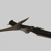 恐龙C4D模型：无齿翼龙 Pteranodon