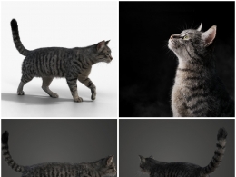 高精细4K贴图灰色虎斑猫动画三维模型免费下载，支持Blender、C4D多软件格式全面兼容VFX Grace - Grey Cat Animated