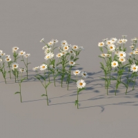 白菊花、甘菊C4D模型 Camomile