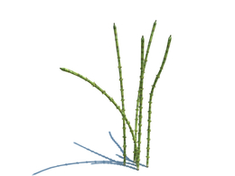 节骨草植物杂草模型下载Equisetum arvense v3